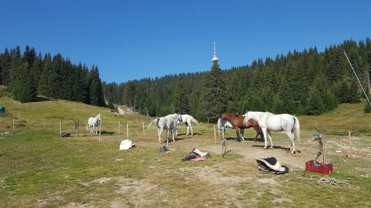 Apartament Papa Moose Pamporowo Zewnętrze zdjęcie